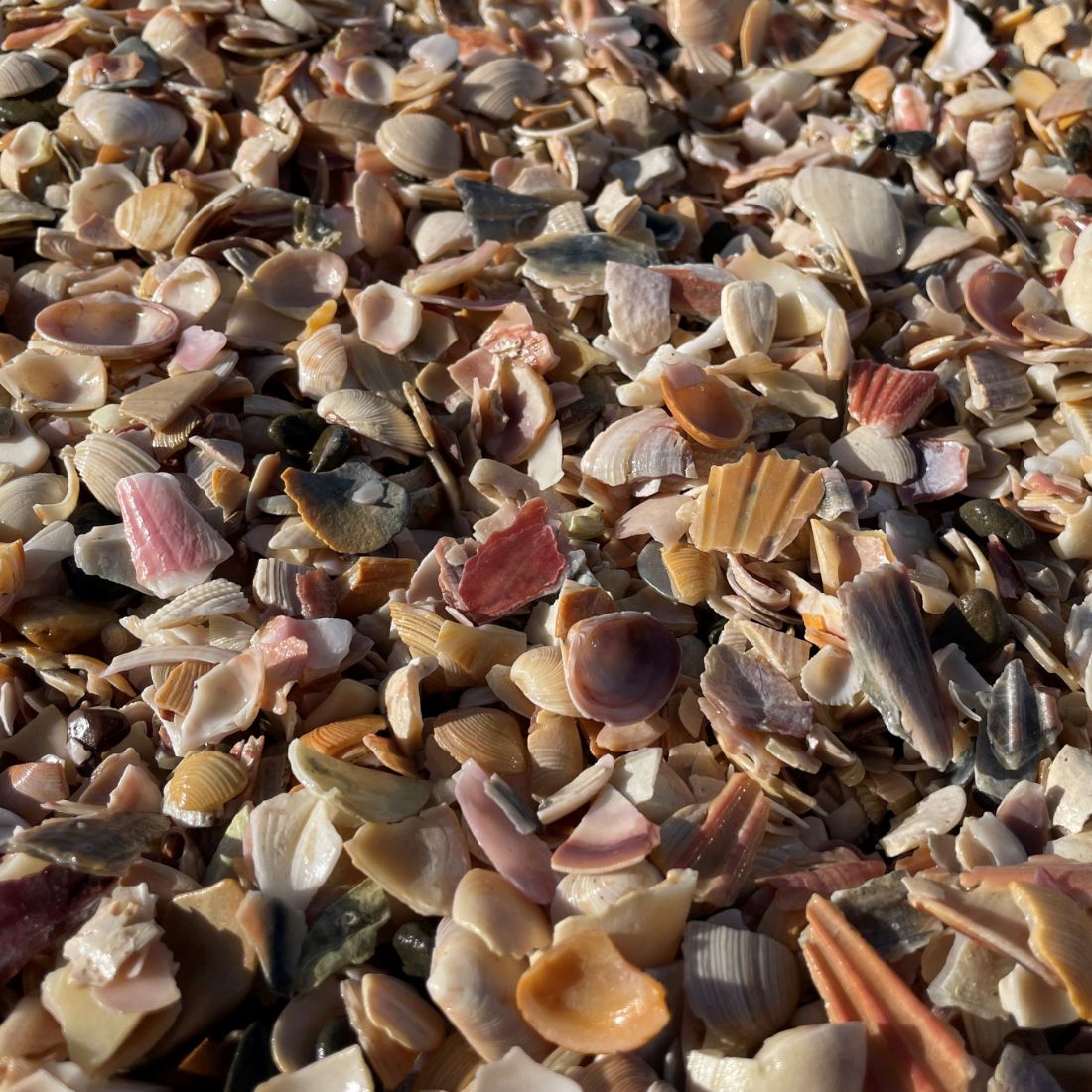 Crushed Shell Small 0.25m3 Crushed Shell Small 0.25m3
